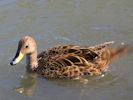 South Georgian Pintail (WWT Slimbridge May 2013) - pic by Nigel Key